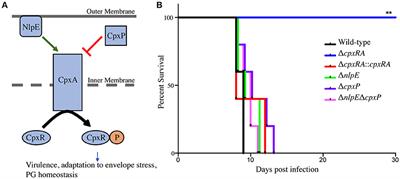 The Virulence Effect of CpxRA in Citrobacter rodentium Is Independent of the Auxiliary Proteins NlpE and CpxP